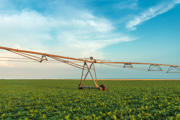 istock Irrigation sprinklers in young soybean field 1166475590