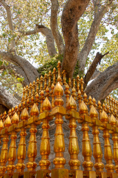 Bodhi Tree Jaya Sri Maha Bodhi, a sacred fig tree in the Mahamewna Gardens in Anuradhapura, Sri Lanka. mihintale stock pictures, royalty-free photos & images