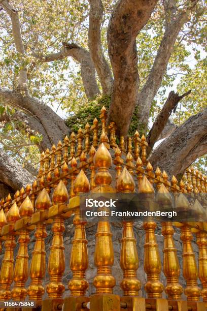 Bodhi Tree Stock Photo - Download Image Now - Anuradhapura, Asia, Branch - Plant Part