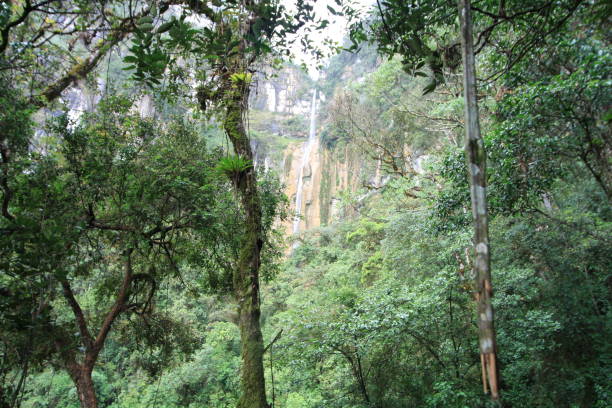 Yumbilla falls, Bongara, Amazonas, Peru, South America