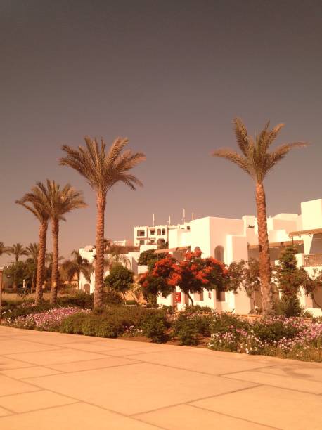 istock View of palm trees and white square houses 1166476268