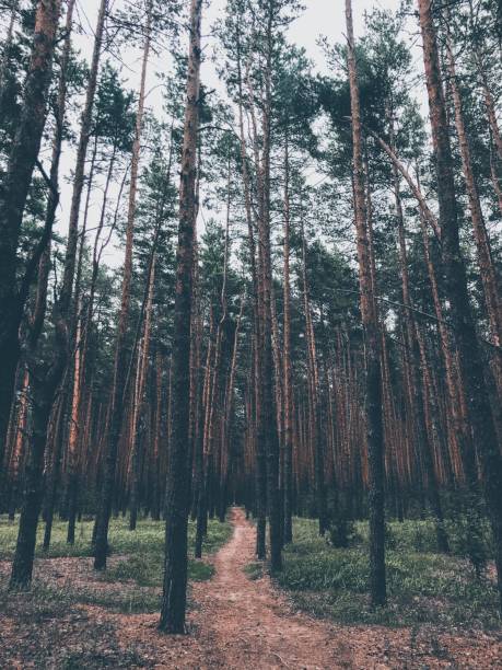 istock pine forest in the middle of summer 1166476308
