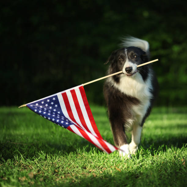 istock Happy border collie carrying USA flag 1166476981