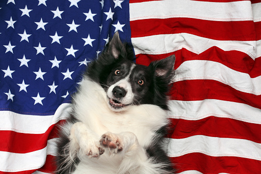 Happy border collie laying on American flag