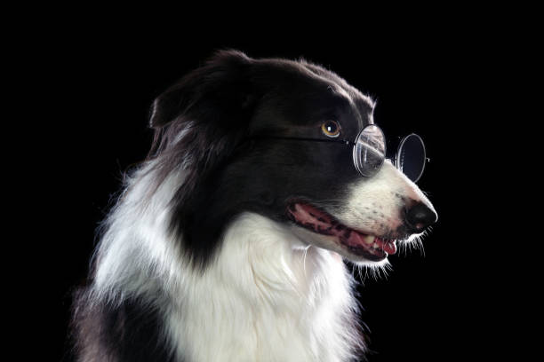 istock Smart border collie dog wearing glasses 1166477158