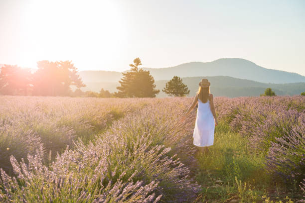 vacker kvinna är smekande lavendel blommor i solnedgången - happy slowmotion bildbanksfoton och bilder