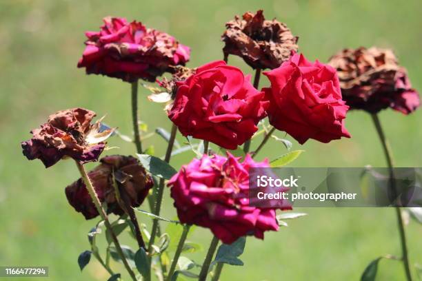 Arbusto De Rosas Con Flores Frescas Y Marchitas Foto de stock y más banco de  imágenes de Marchita - Marchita, Rosa - Flor, Vegetación muerta - iStock