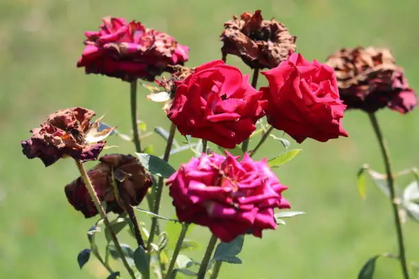 Rose bush with fresh and withered flowers