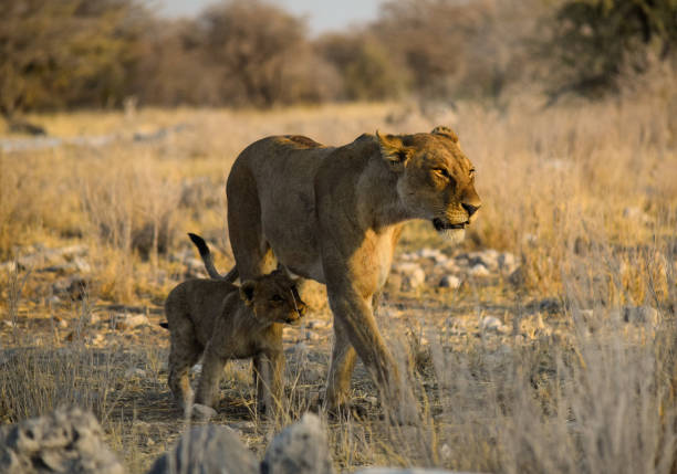 Etosha National Park is a national park in northwestern Namibia. Etosha National Park spans an area of 22,270 square kilometres (8,600 sq mi) and gets its name from the large Etosha pan which is almost entirely within the park. The Etosha pan (4,760 square kilometres (1,840 sq mi)) covers 23% of the area of the total area of the Etosha National Park. The park is home to hundreds of species of mammals, birds and reptiles, including several threatened and endangered species such as the black rhinoceros.