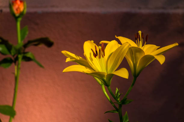 Vibrant yellow lilies blooming in a summer garden.