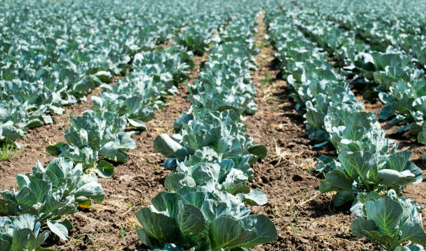 istock Cabbage beds on the field. Agriculture 1166477534