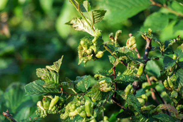 istock Galls - formation on leaves triggered by insect bites - gall mites 1166478896
