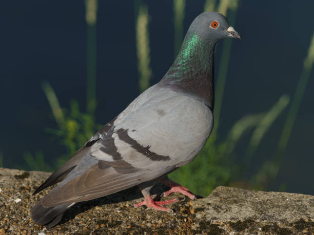 istock Pigeon in the summer city 1166479169