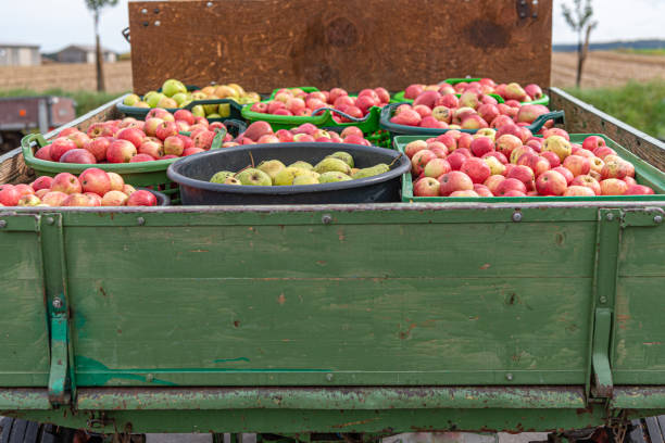 istock Many Apple and pears are transported on a front loader after harvesting in autumn. Storage in boxes 1166479180