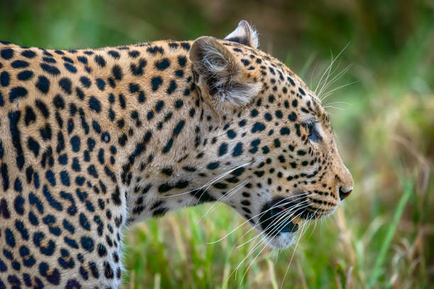 Short depth of field on a hunting male leopard in the South African Kalahari, close to the borders of Namibia and Botswana.
