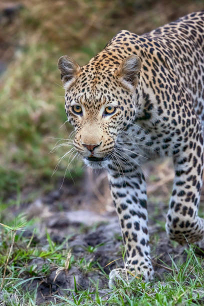 istock Leopard in wildlife, Okavango Delta, Botswana, Africa 1166480424