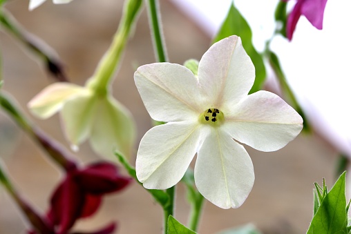 Closeup of a white flower of a Tobacco plant.
