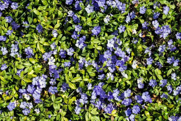 Live carpet of green leaves and blue flower periwinkle (Ficaria verna)