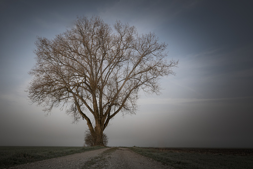 Gravel path leads to a bare tree in foggy morning mood