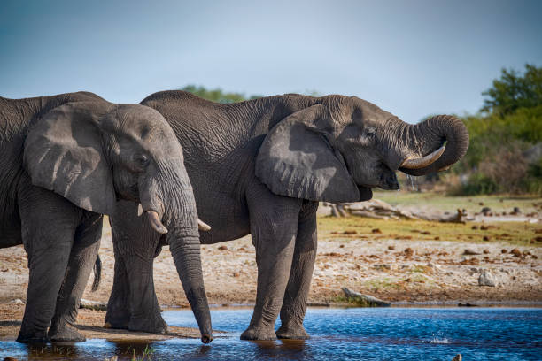 istock African elephants are drinking water, Okavango Delta, Botswana, 1166482431