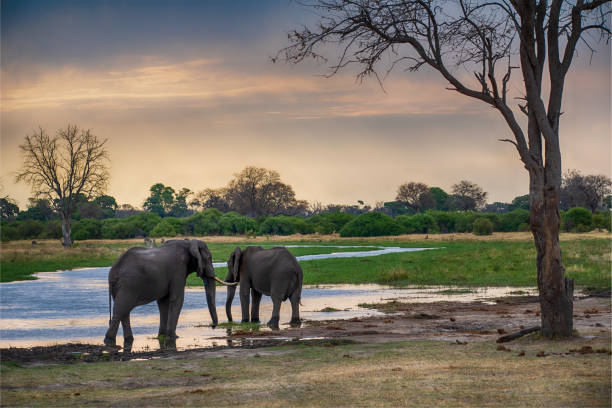 African elephants at river Khwai, Okavango Delta, Botswana,