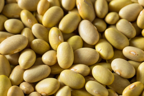 istock Dry Organic Yellow Mayocoba Beans 1166483644