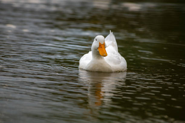 istock Nice white goose on lake nature wild birds life 1166483771