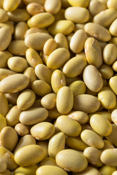 istock Dry Organic Yellow Mayocoba Beans 1166483829