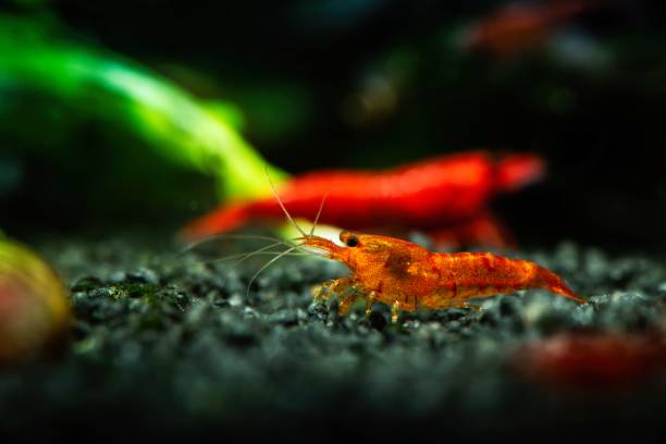 istock Painted fire red neocaridina shrimp aquarium water 1166484028