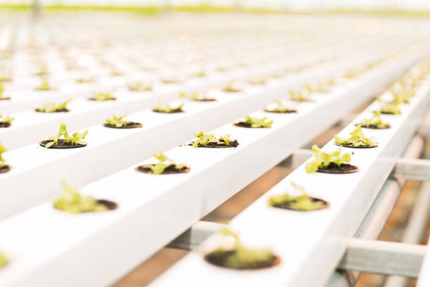 istock green sprouts in a large bright white greenhouse 1166484464