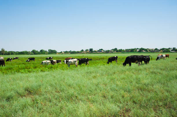 istock Herd of cows grazing 1166484470
