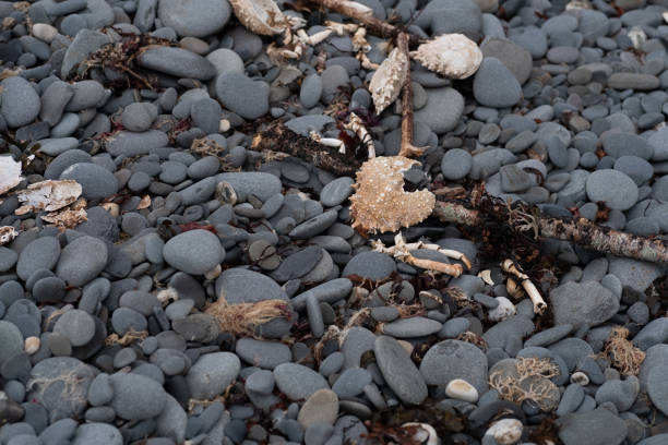 Dead Crab shell remnants littered on beach in Wales winter coastline scene across rocky beach