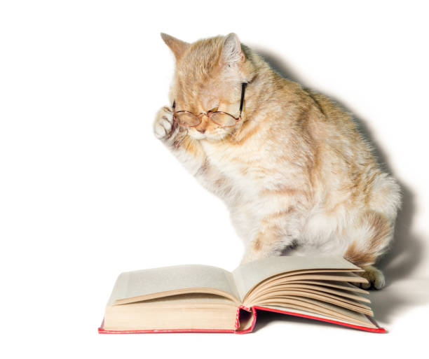 istock red cat in glasses with a book on a white background close up 1166485418