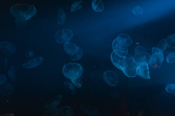 istock Blue jellyfish in the ocean 1166486454