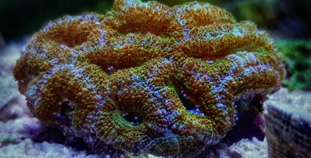 istock Acanthastrea Lordhowensis LPS coral in reef aquarium 1166486987
