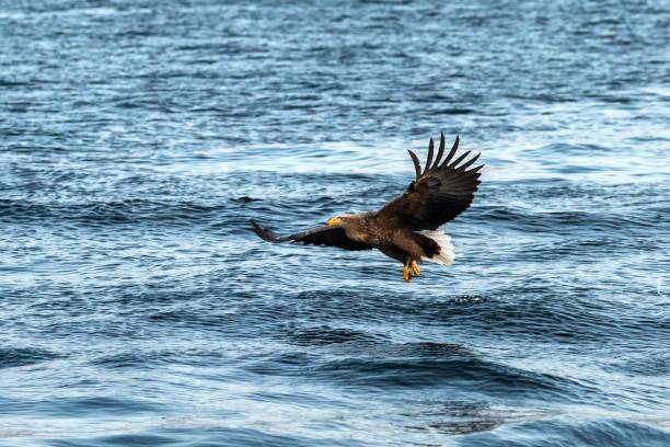 istock White-tailed eagle in flight, eagle trying to catch fish from the water in Hokkaido, Japan, majestic eagle with ocean in background, majestic sea eagle, exotic birding in Asia,wallpaper 1166487169