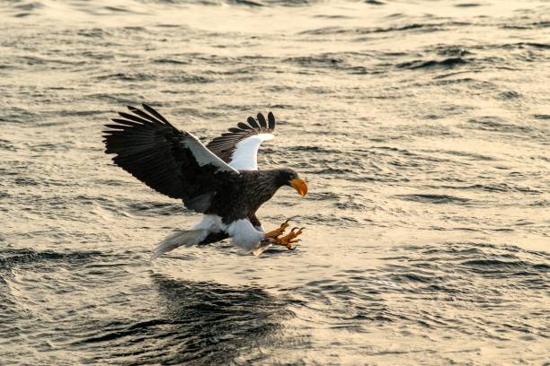 Steller's sea eagle in flight hunting fish from sea at sunrise,Hokkaido, Japan, majestic sea eagle with big claws aiming to catch fish from water surface, wildlife scene,birding adventure el águila marina de steller en vuelo cazando peces del mar al amanecer,hokkaido, japón, majestuoso águila marina con grandes garras con el objetivo de atrapar peces de la superficie del agua, escena de la vida silvestre, aventura de observación de aves