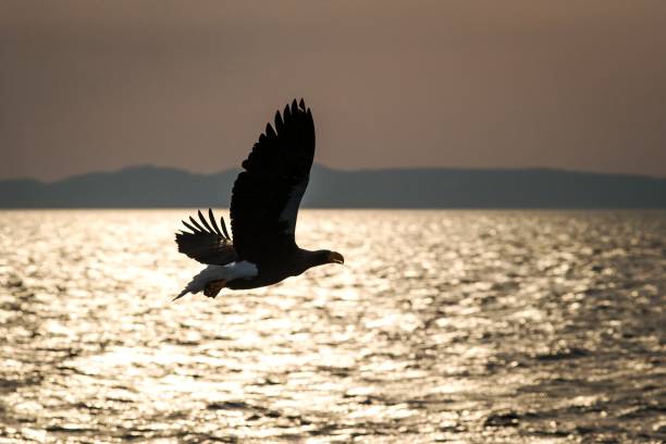 istock White-tailed eagle in flight, eagle flying against pink sky in Hokkaido, Japan, silhouette of eagle at sunrise, majestic sea eagle, wildlife scene, wallpaper, bird with outstretched wings, Asia 1166487220
