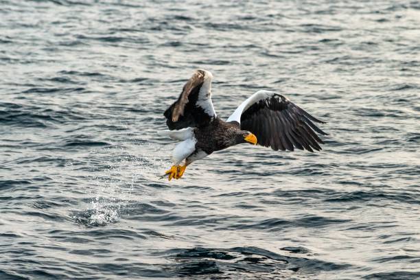 istock Steller's sea eagle  in flight, eagle with a fish which has been just plucked from the water in Hokkaido, Japan, eagle with a fish flies over a sea, majestic sea eagle, exotic birding in Asia 1166487227