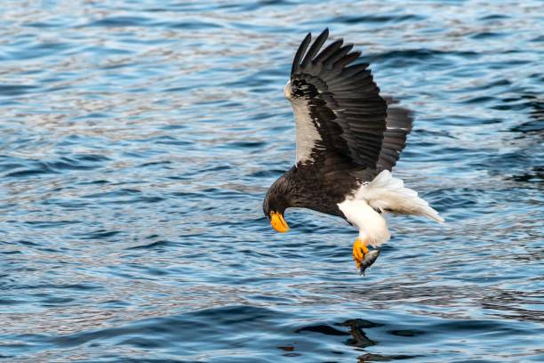 istock Steller's sea eagle in flight, eagle with a fish which has been just plucked from the water in Hokkaido, Japan, eagle with a fish flies over a sea, majestic sea eagle, exotic birding in Asia,wallpaper 1166488484