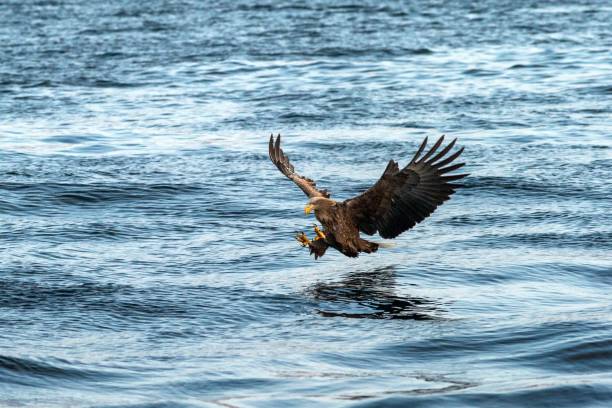 istock White-tailed eagle in flight, eagle trying to catch fish from the water in Hokkaido, Japan, majestic eagle with ocean in background, majestic sea eagle, exotic birding in Asia,wallpaper 1166488519