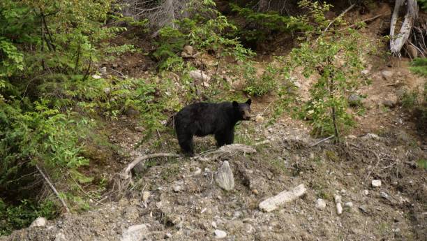 istock Female Black Bear 1166488750