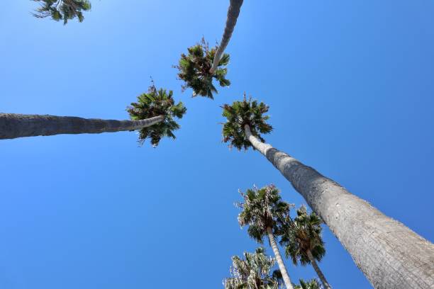istock Straight up view into a group of Palm Trees 1166489499
