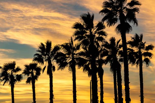 istock Large group of Palm tree Silhouettes against sunset sky 1166489523