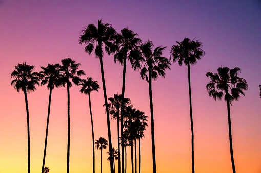 silhouettes of a group of palm trees against a pastel colored sky with tones or yellow, orange, pink and purple.