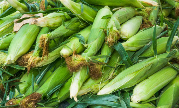 maíz dulce fresco - august cape cod massachusetts new england fotografías e imágenes de stock
