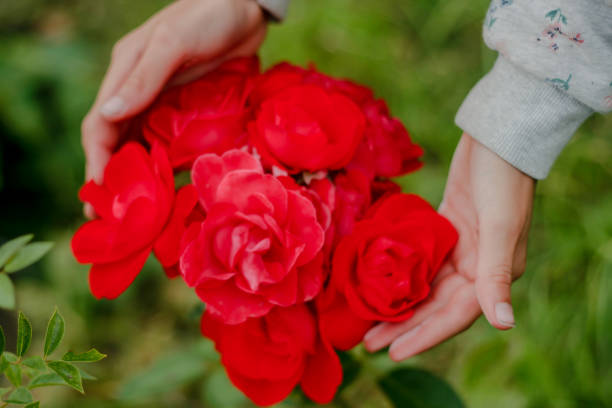 istock young child hands holding roses flowers 1166489640