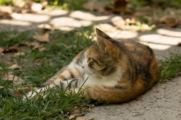 前方から見た横の草の上に横たわるカリコ猫が左を見つめている。 - lying on front lying on side lying on back lying down ストックフォトと画像