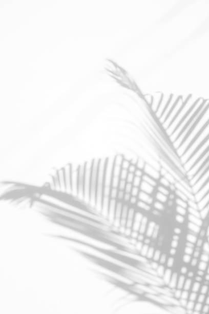 istock shadows palm leaf on white wall background. for creative design summer concept 1166491765
