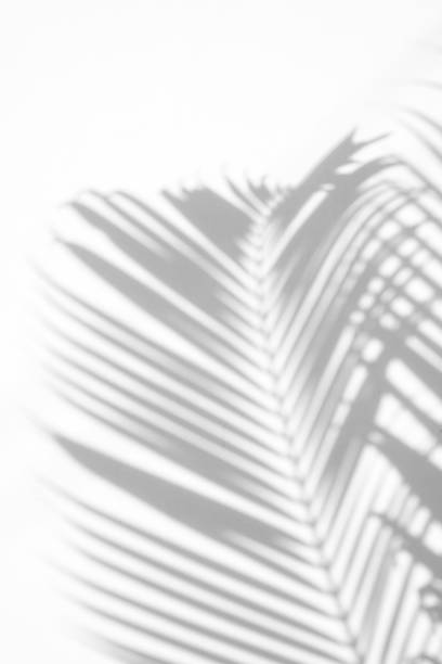 istock shadows palm leaf on white wall background. for creative design summer concept 1166491781